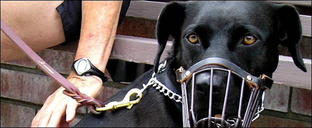 Russell Worth Solicitors Dog bite claim Russell Worth