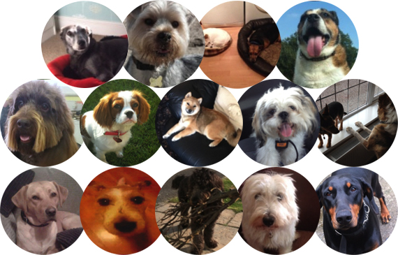 Dog Montage Russell Worth Solicitors